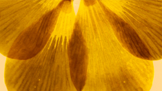 4 buttercup petals